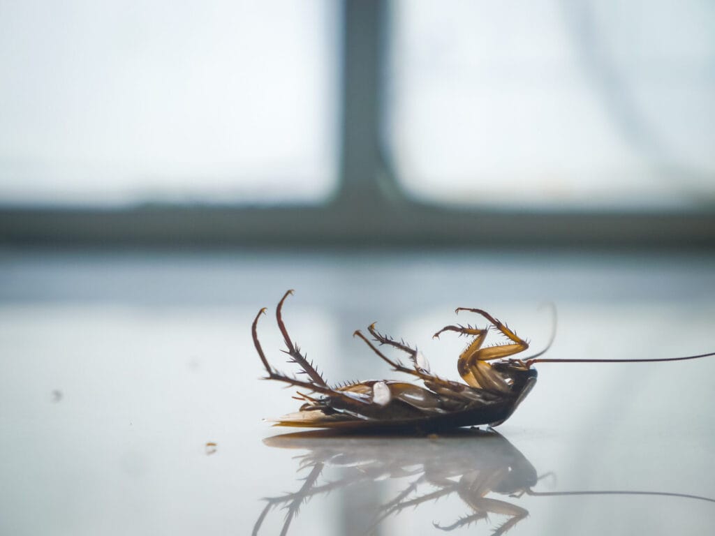 American cockroach close-up illustrating identification and control methods for Collegeville homes