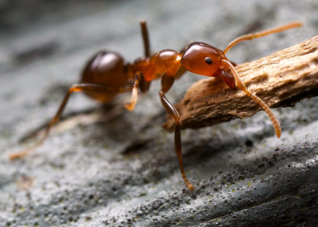 Ant control treatment and prevention in a Collegeville home