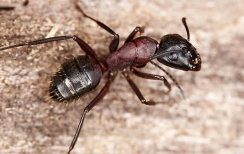 Ant control treatment and prevention in a Collegeville home