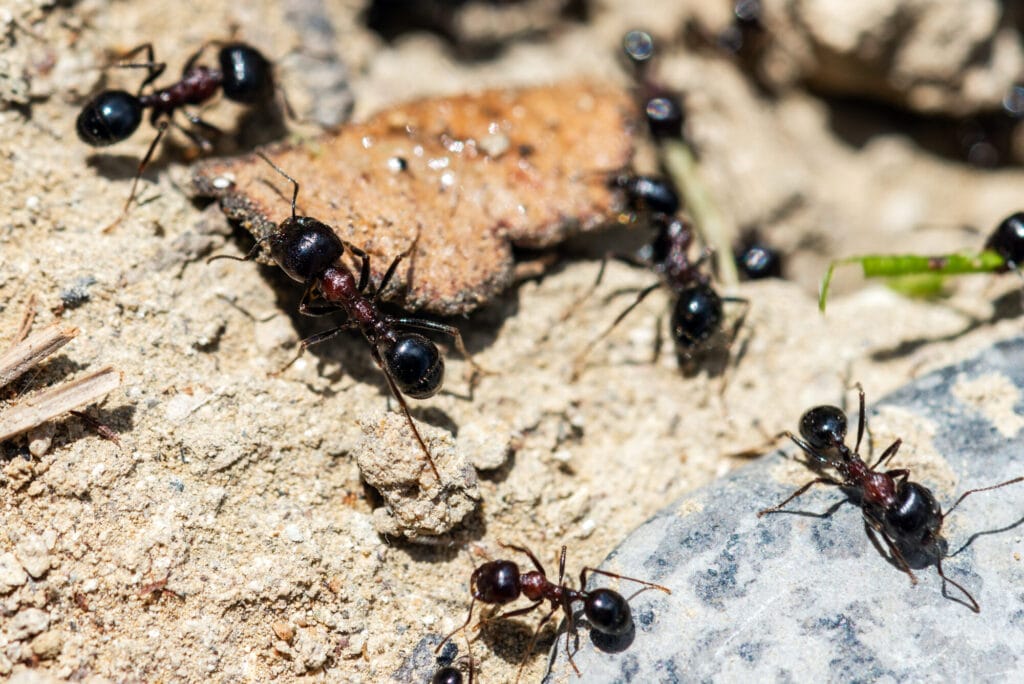 Ants on food in a home kitchen illustrating ant infestation and control concerns