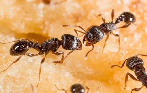 Ants on food in a home kitchen illustrating ant infestation and control concerns