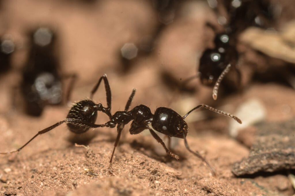 Ants invading a Collegeville home illustrating common ant pest issues and prevention
