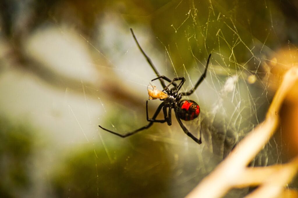 Black widow spider control and safety measures around an outdoor area