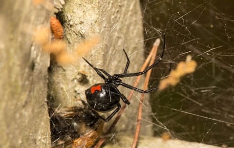 Black widow spider control and safety measures around an outdoor area