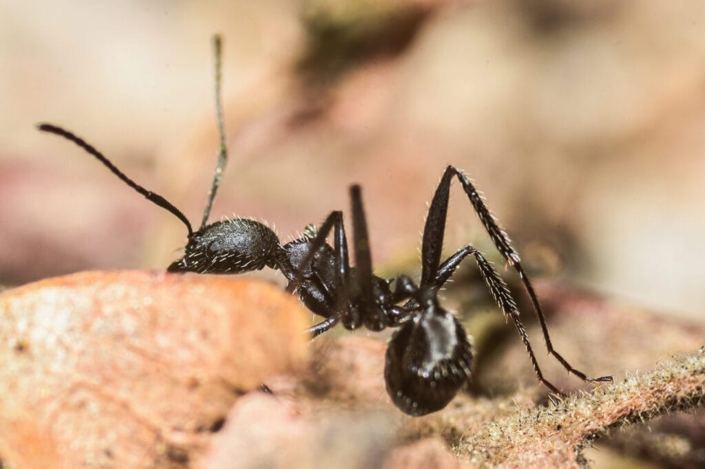 Carpenter ant control and removal around a Collegeville home