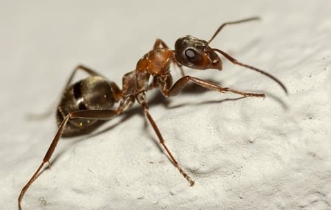 Carpenter ant control and removal around a Collegeville home