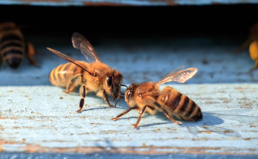 Carpenter bee control around a home exterior illustrating removal and prevention techniques