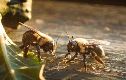 Carpenter bee control around a home exterior illustrating removal and prevention techniques