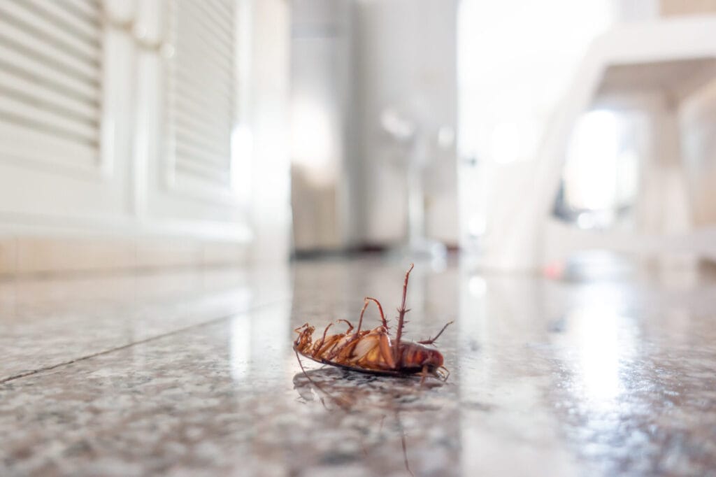 Cockroach inspection and treatment process by Terra Pest Management Specialists in a Collegeville home