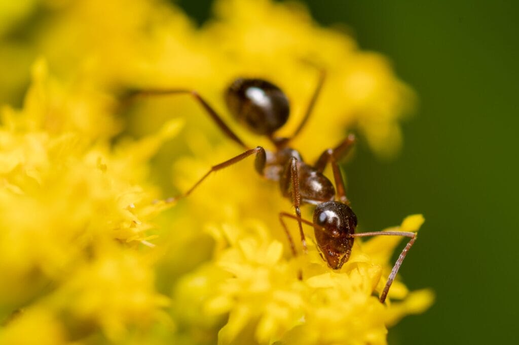 Close-up of common ants showing their body segments and features to help identify ant species in homes
