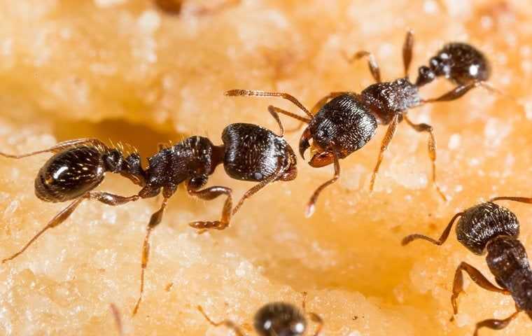 Close-up of common ants showing their body segments and features to help identify ant species in homes