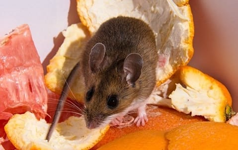 Comparison of mice and rats illustrating differences for identification in Collegeville homes