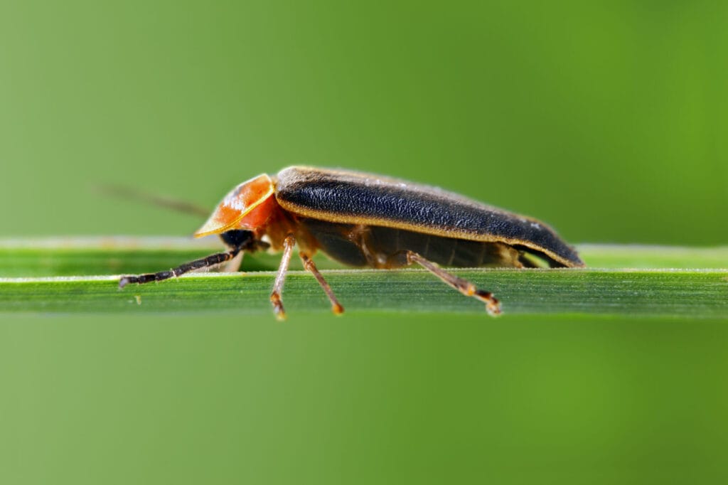 Dirty roaches in a home illustrating a cockroach infestation and control needs in Collegeville