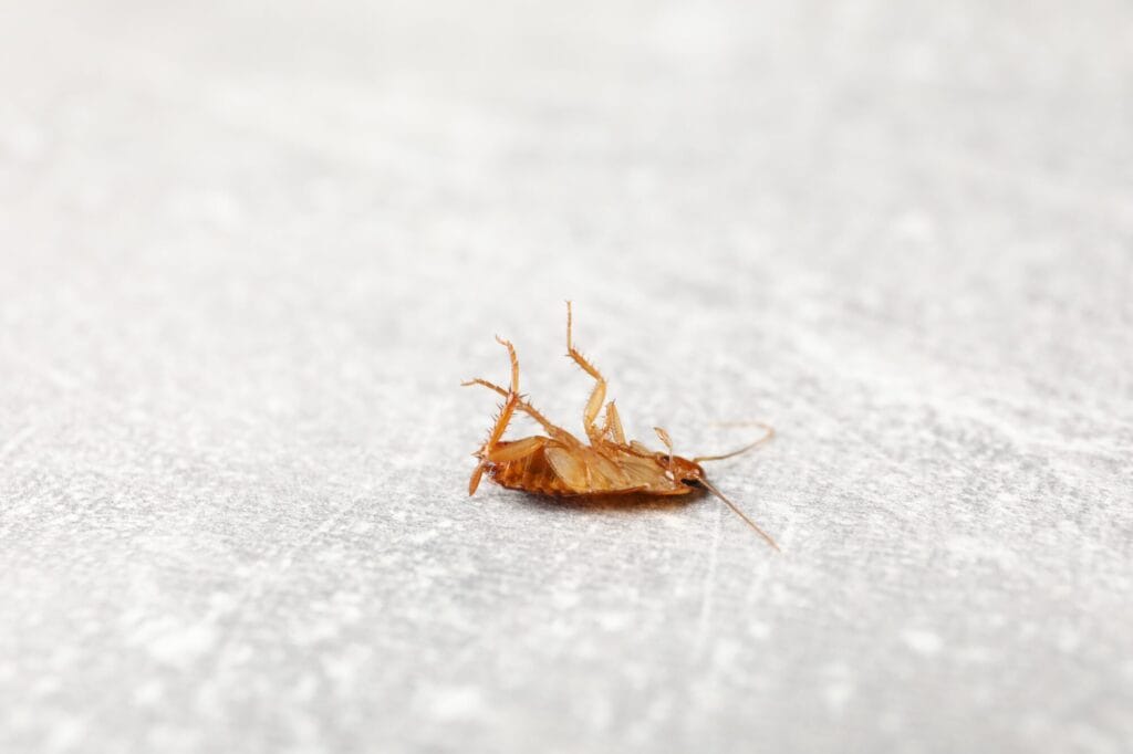 Effective flea and tick control treatment in an outdoor residential space