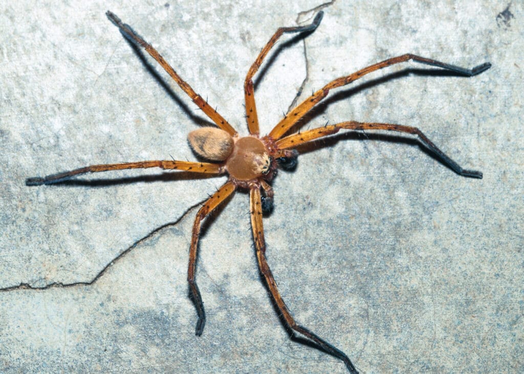 Spider prevention and control methods illustrating a helpful guide to keeping spiders out of your home