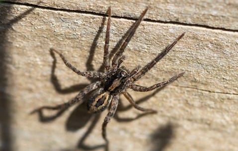 Spider prevention and control methods illustrating a helpful guide to keeping spiders out of your home