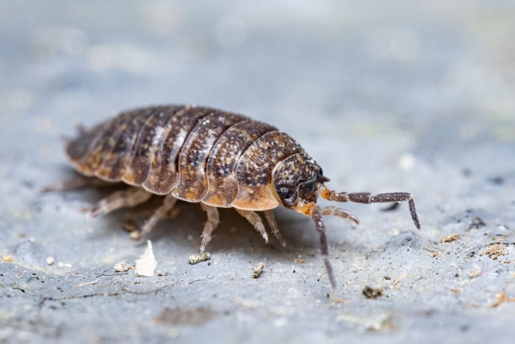 Flea infestation treatment in a Collegeville home illustrating interior flea control