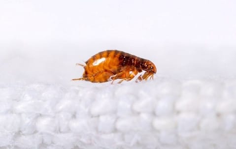 Flea infestation treatment in a Collegeville home illustrating interior flea control