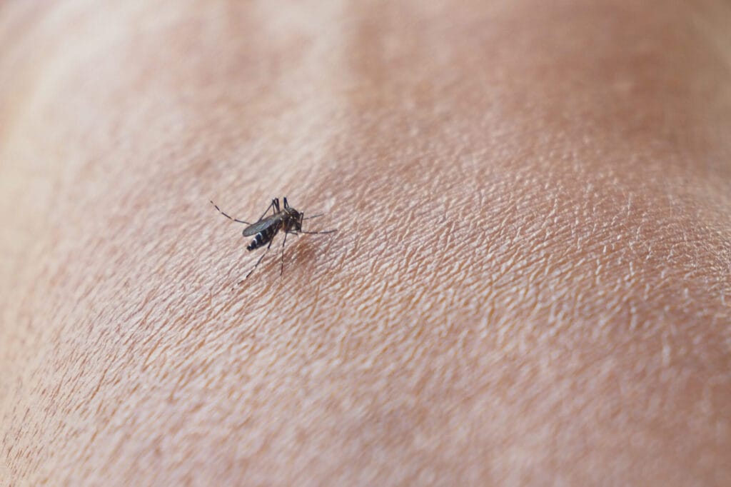 Fleas in a home illustrating a flea infestation and need for control in Collegeville