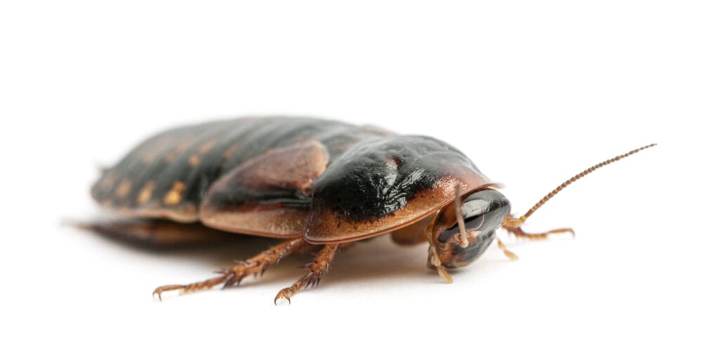 German cockroaches close-up illustrating identification and pest control in Collegeville