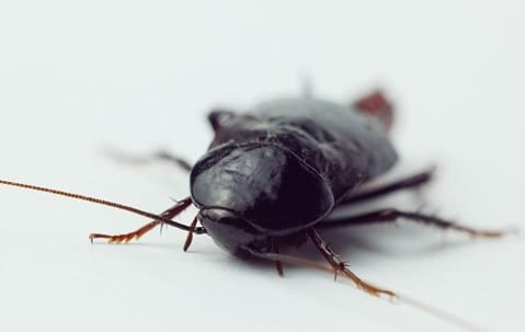 German cockroaches close-up illustrating identification and pest control in Collegeville