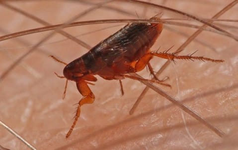 Flea infestation in a home illustrating flea removal and control in Collegeville