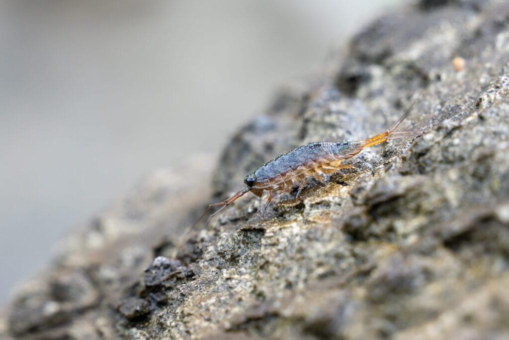 Silverfish pest control and removal in a Collegeville home