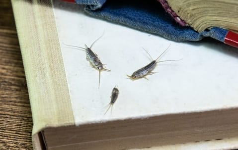 Silverfish pest control and removal in a Collegeville home