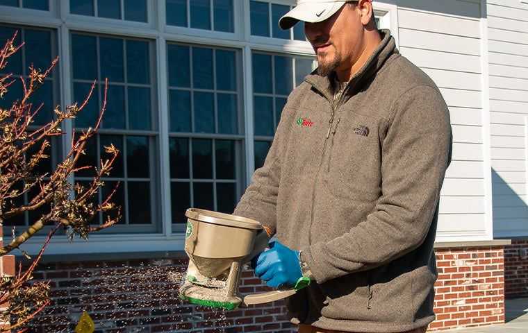 Applying granular pesticide across a lawn to prevent pests from approaching the home