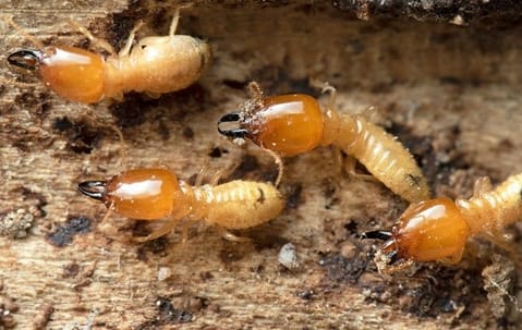 Termite close‑up on wood illustrating identification and removal of termites in Collegeville