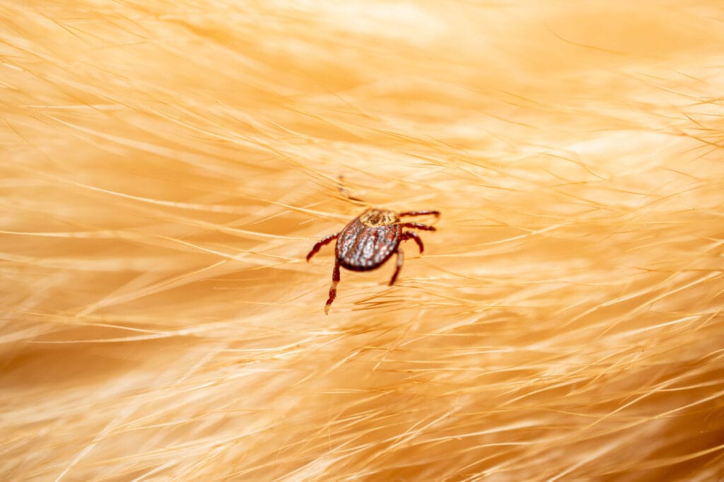 Outdoor tick prevention around a yard illustrating how to keep dangerous ticks away from your Collegeville property