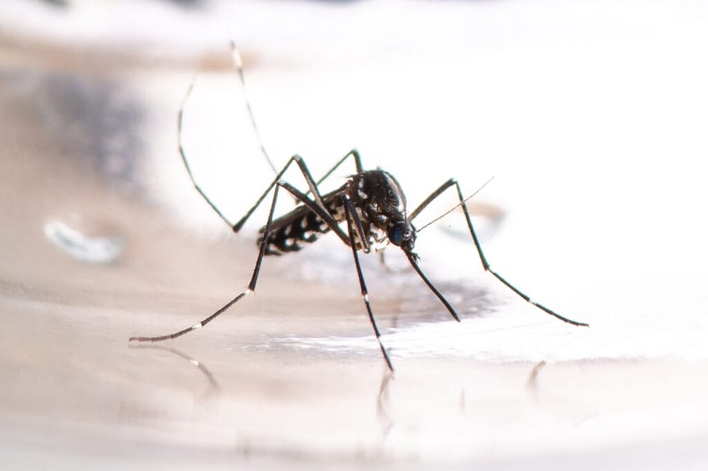 Methods for keeping mosquitoes away from a residential yard and outdoor living space