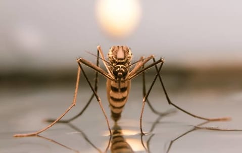 Methods for keeping mosquitoes away from a residential yard and outdoor living space