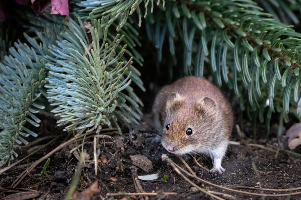 Holiday celebration table showing food protection from pests and pest prevention tips