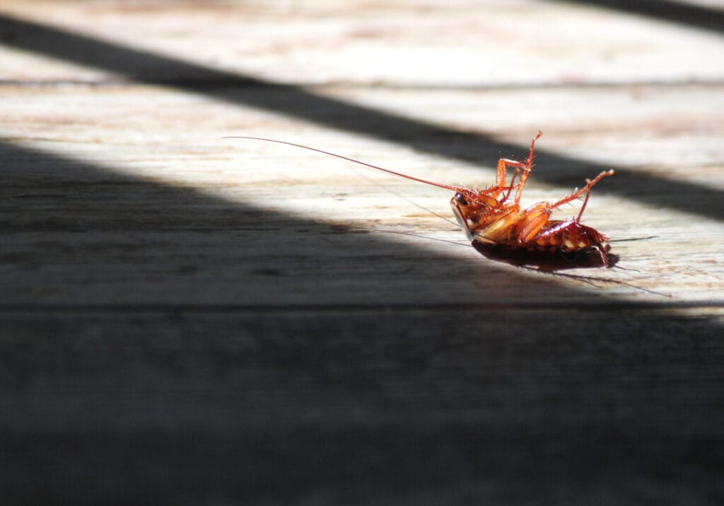 Dangerous cockroaches near a home illustrating prevention and keeping cockroaches out