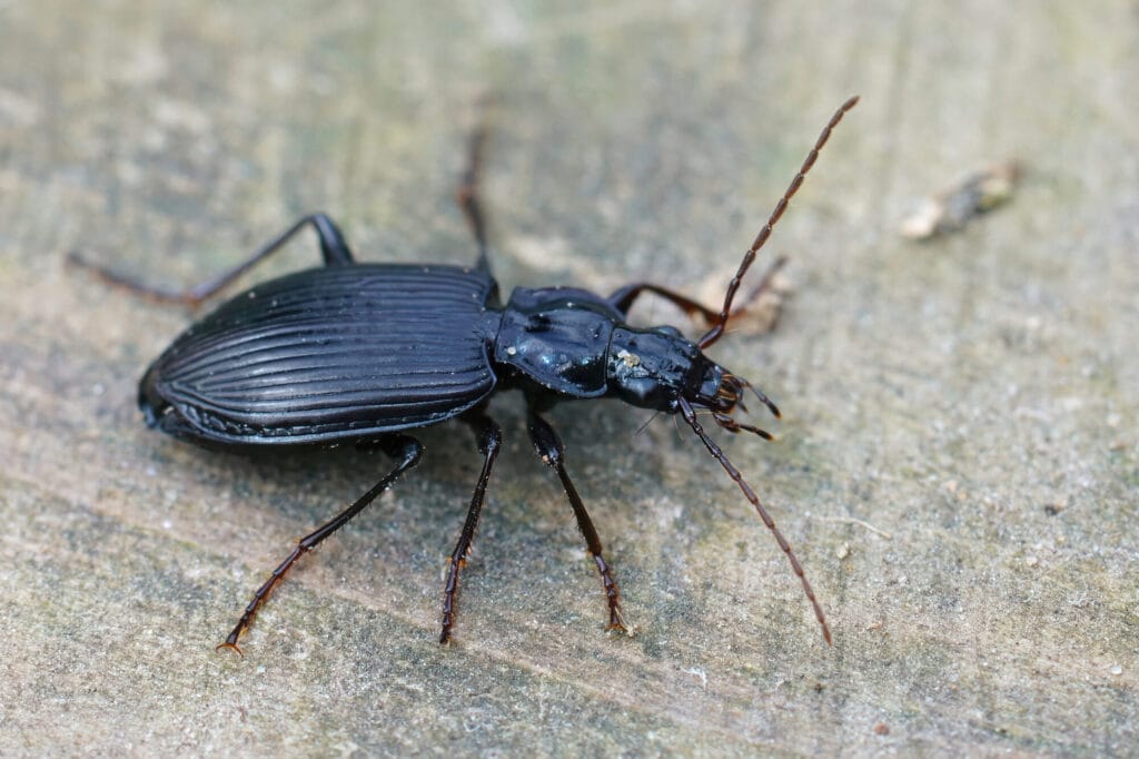 Oriental cockroach on kitchen floor illustrating cockroach control