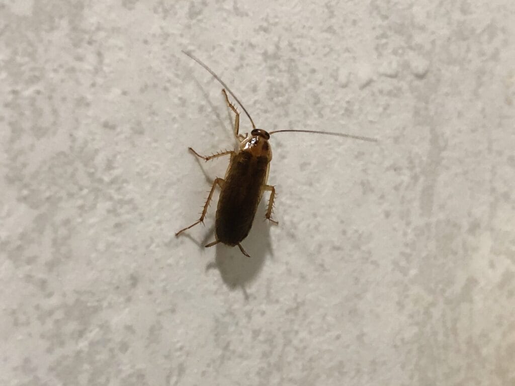 Persistent roaches in a Collegeville home illustrating ongoing cockroach infestation