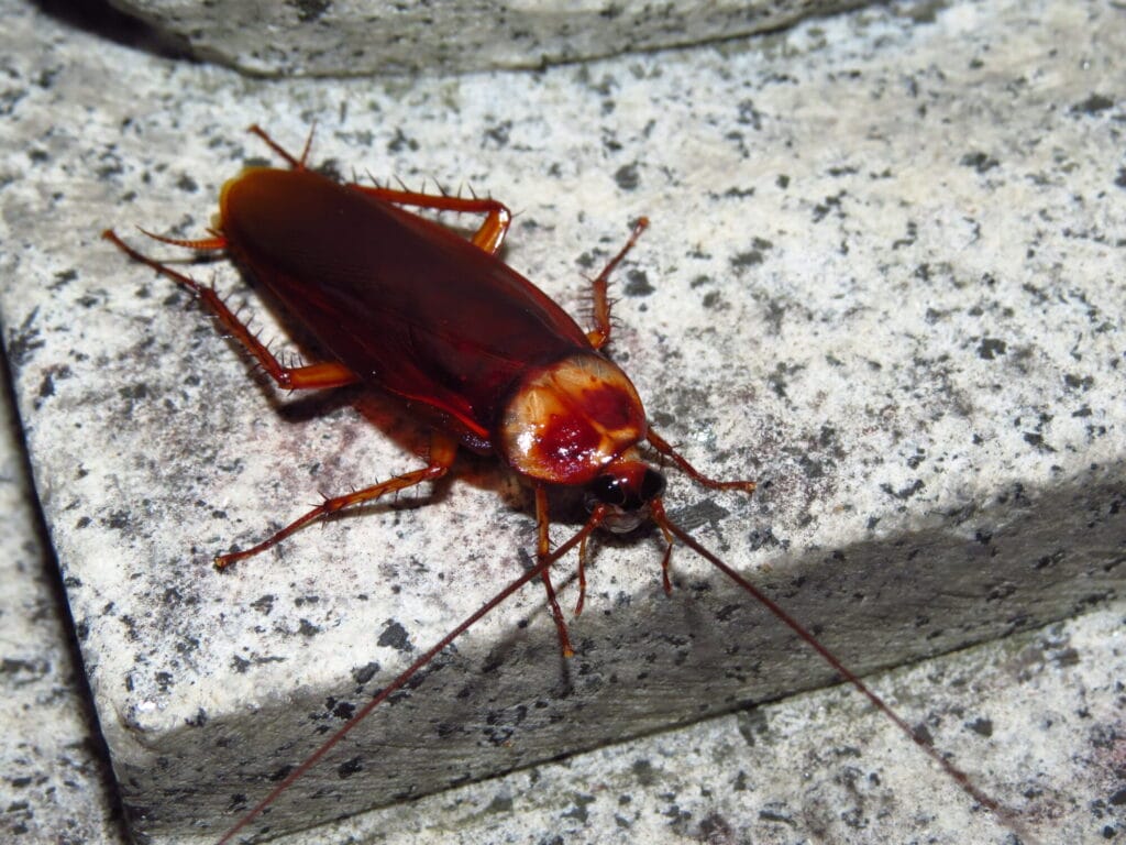 Pest control professional inspecting a Collegeville home for cockroach infestation and applying treatments