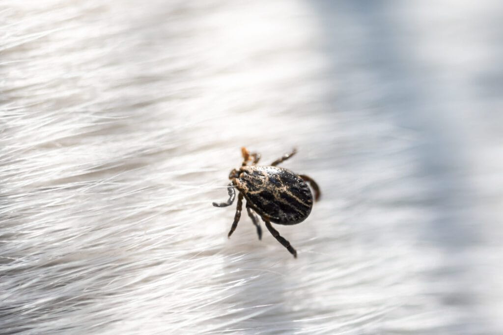 Outdoor tick and pest protection gear illustrating ways to protect yourself from dangerous pests