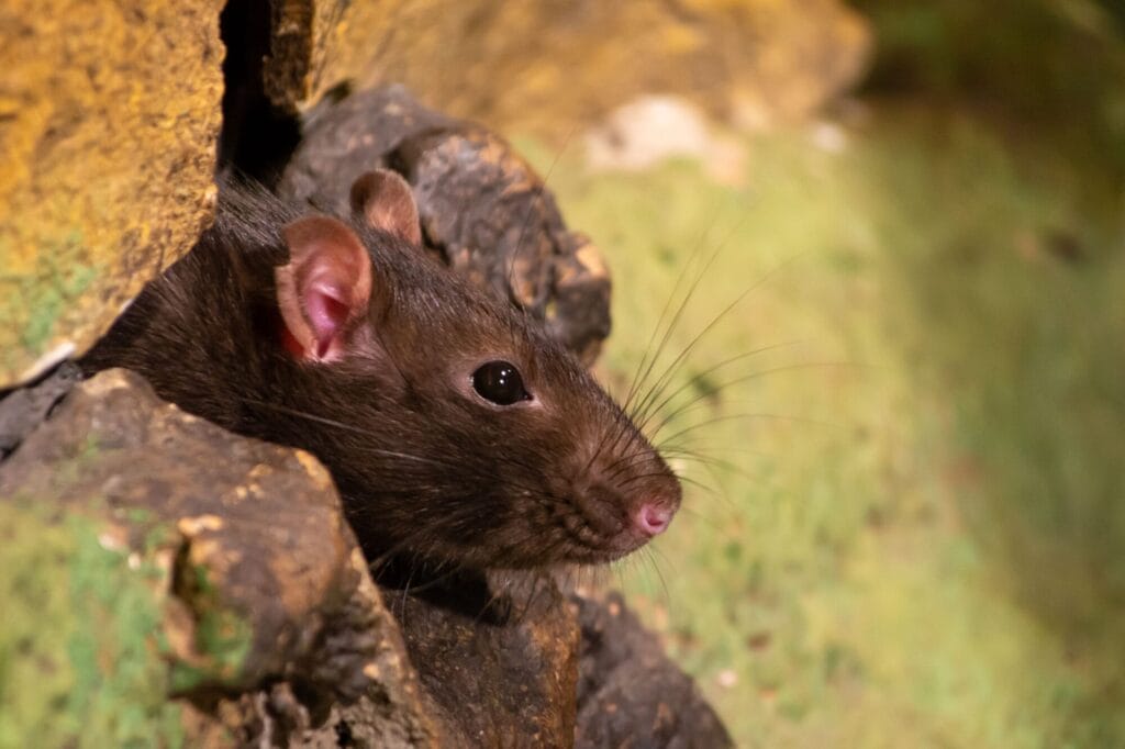 Professional rat control and removal service in a Collegeville home