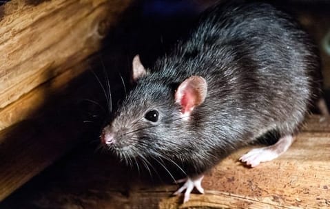 Professional rat control and removal service in a Collegeville home