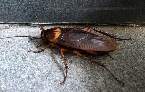 Roach control and prevention inside a Collegeville home