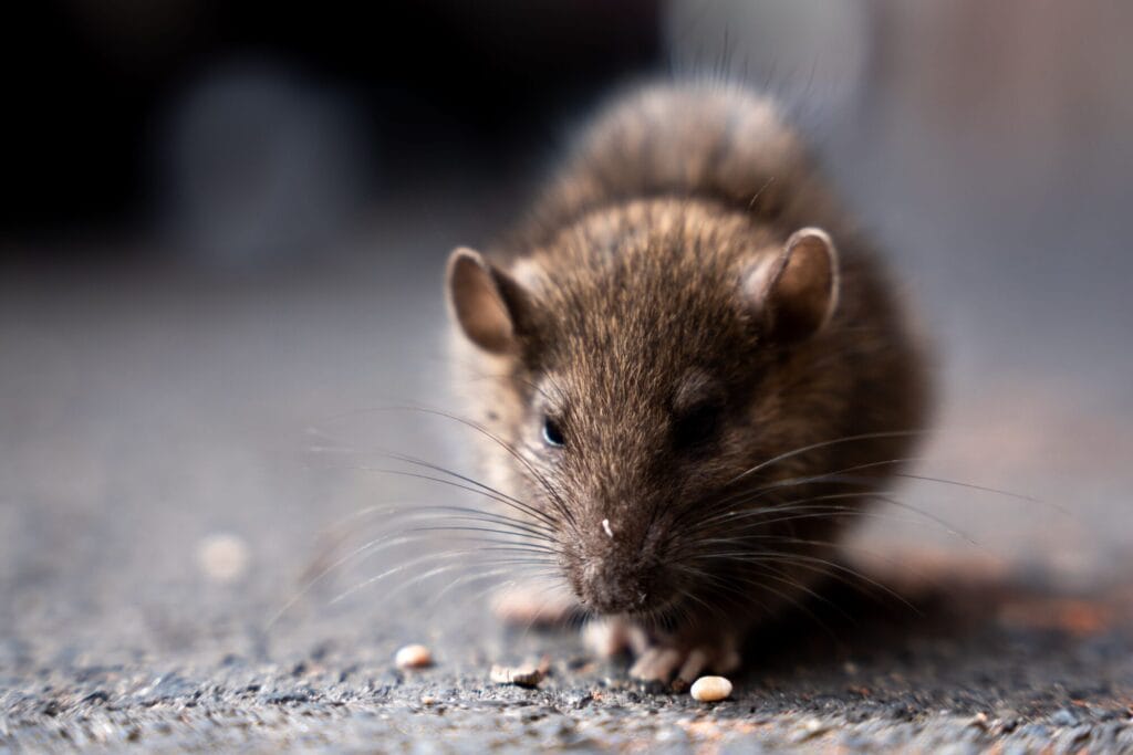 Signs of mice in a Collegeville home illustrating rodent presence and what to do about it