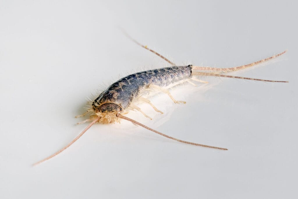 Silverfish pest control and prevention methods inside a residential home