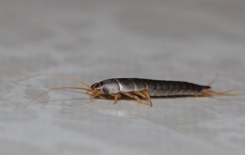 Silverfish pest control and prevention methods inside a residential home