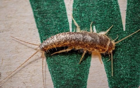 Silverfish close‑up illustrating identification and control methods for silverfish infestations