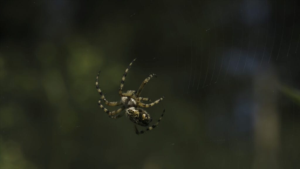 Spider webs around a home indicating a spider infestation and the need for professional spider control in Collegeville