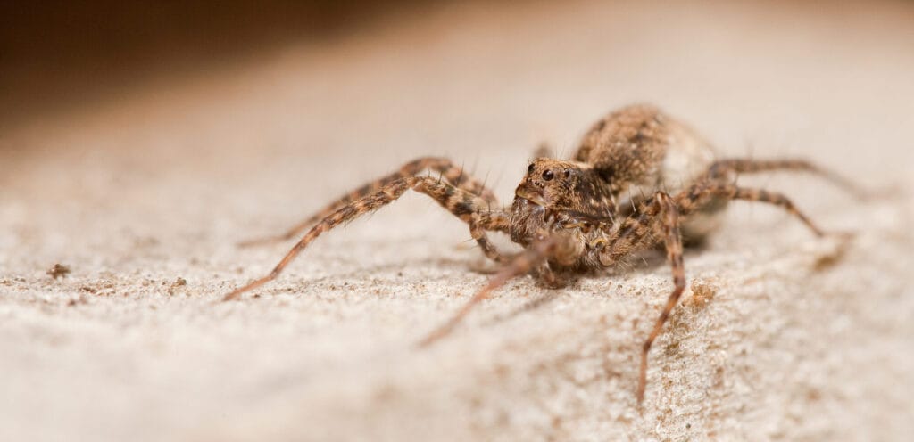 Spiders inside a home illustrating common spider pest concerns in Collegeville