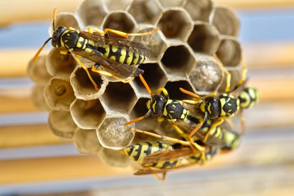 Wasp nest removal or prevention around a home exterior in spring for Collegeville residents