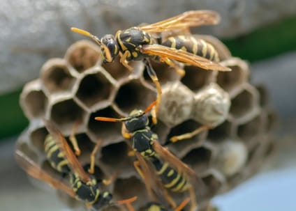 Wasp nest removal or prevention around a home exterior in spring for Collegeville residents